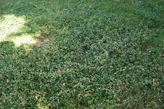 Alternanthera tenella